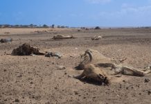 Severe drought devastates pastoral livelihoods across Somalia